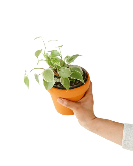Peperomia Scandens Lime Variegata