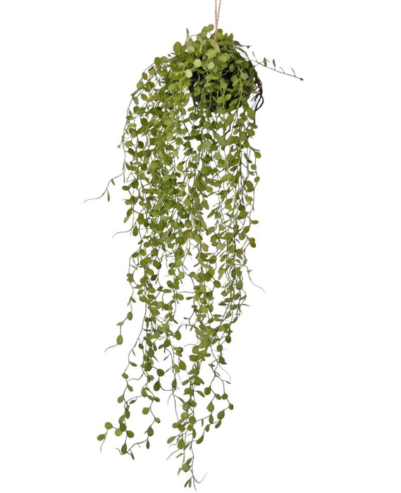 Peperomia - Kunstig Faldende Plante