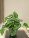 Peperomia Vandmelon - Kunstig Grøn Plante