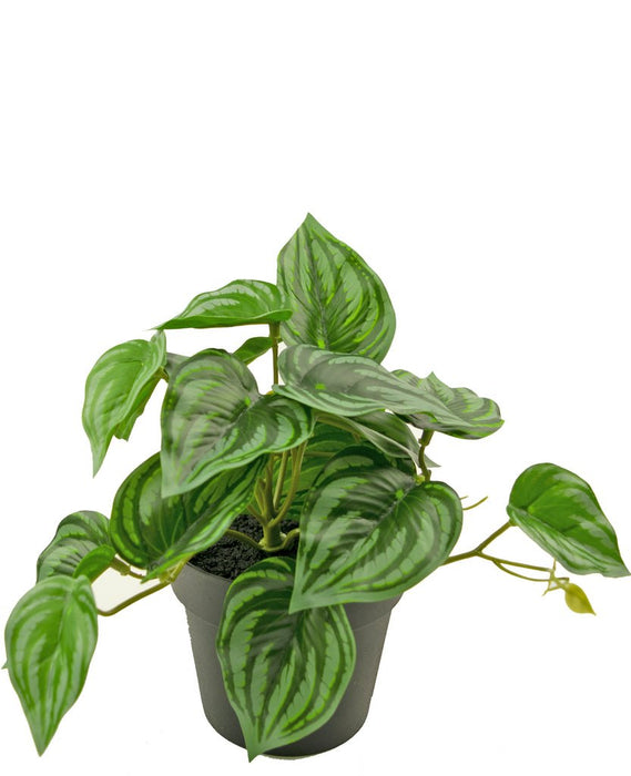 Peperomia Vandmelon - Kunstig Grøn Plante