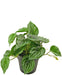 Peperomia Vandmelon - Kunstig Grøn Plante