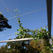 Pergola Tag