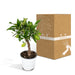 Lille Citrontræ H35Cm