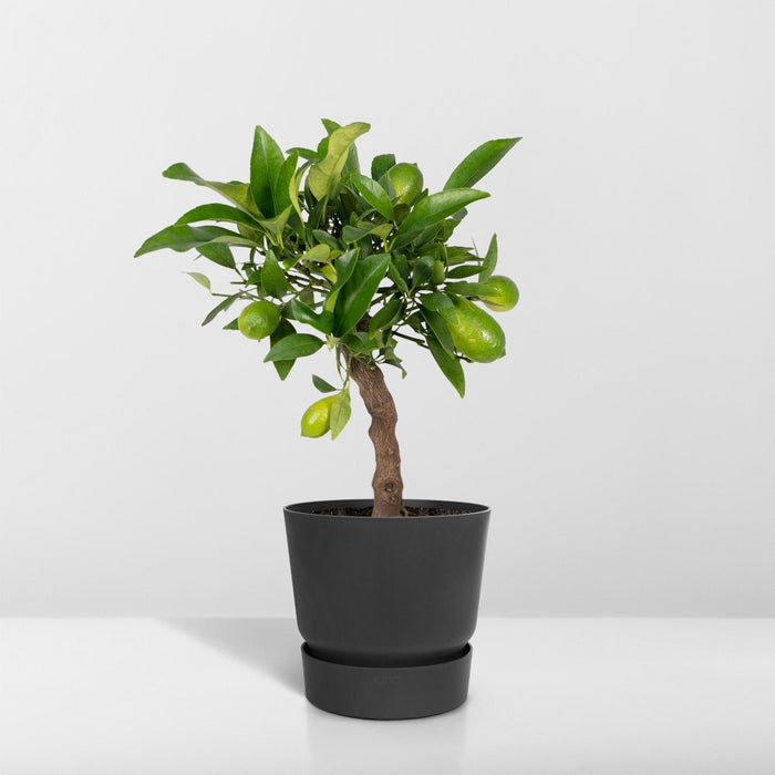 Lille Citrontræ H35Cm