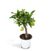Lille Citrontræ H35Cm