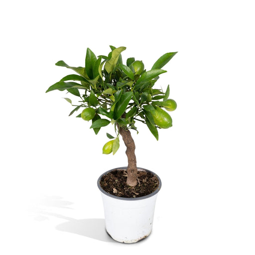 Lille Citrontræ H35Cm