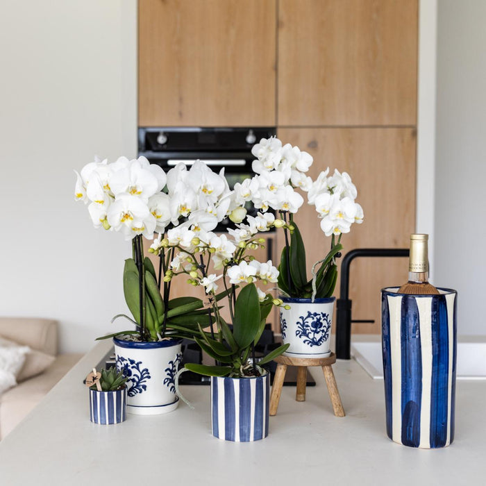 Hvid Phalaenopsis Amabilis I Pottemalet Stripe Blå
