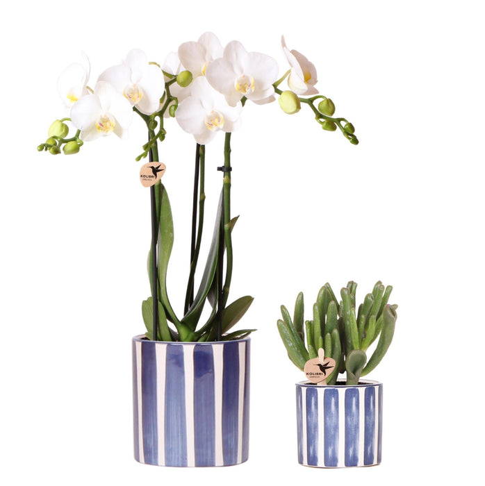 Hvid Phalaenopsis Amabilis I Pottemalet Stripe Blå