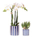 Hvid Phalaenopsis Amabilis I Pottemalet Stripe Blå