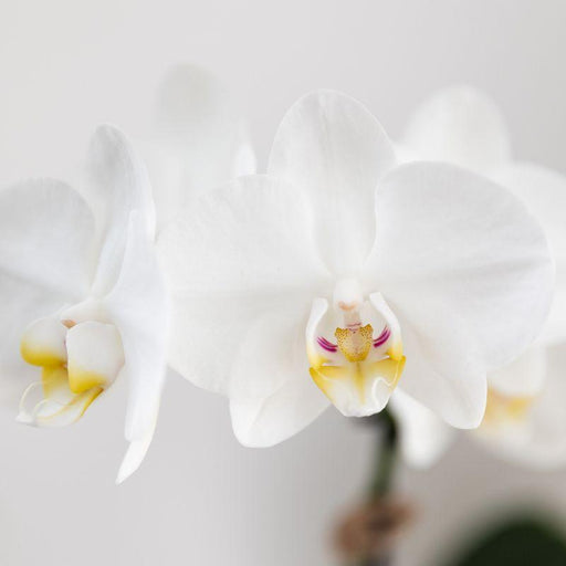 Hvid Phalaenopsis Amabilis I Pottemalet Stripe Blå