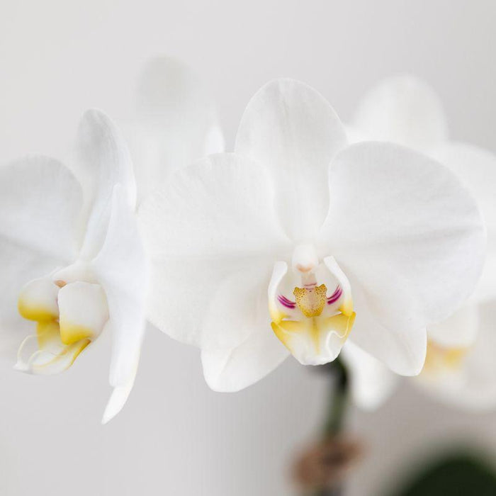 Hvid Phalaenopsis Amabilis I Pottemalet Stripe Blå