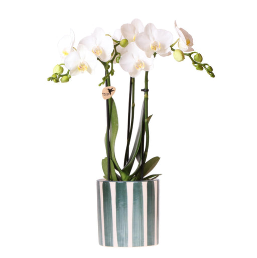 Phalaenopsis 'Amabilis' Hvid + Pottemalet Stribegrøn
