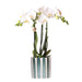 Phalaenopsis 'Amabilis' Hvid + Pottemalet Stribegrøn
