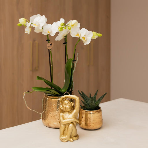 Phalaenopsis Amabilis I Luksuriøs Gylden Gryde