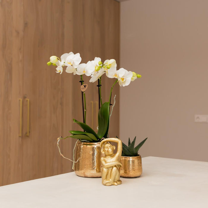 Phalaenopsis Amabilis I Luksuriøs Gylden Gryde