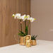 Phalaenopsis Amabilis I Luksuriøs Gylden Gryde