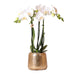 Phalaenopsis Amabilis I Luksuriøs Gylden Gryde
