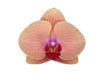 Phalaenopsis Caribiske Drøm
