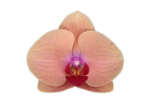 Phalaenopsis Caribiske Drøm