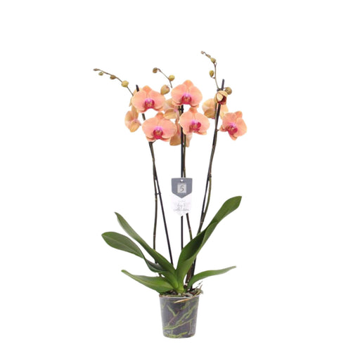 Phalaenopsis Caribiske Drøm