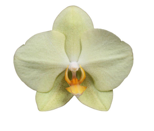 Phalaenopsis Volterra Orchid Pastel Gul
