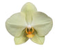 Phalaenopsis Volterra Orchid Pastel Gul