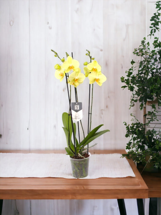 Phalaenopsis Volterra Orchid Pastel Gul