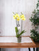 Phalaenopsis Volterra Orchid Pastel Gul