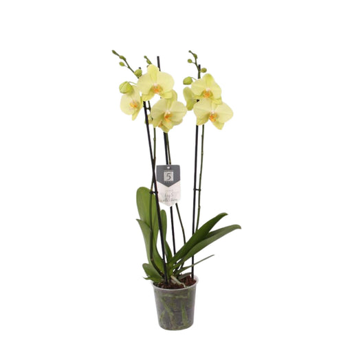 Phalaenopsis Volterra Orchid Pastel Gul