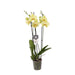 Phalaenopsis Volterra Orchid Pastel Gul