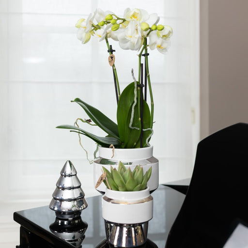 Phalaenopsis Amabilis Med Sølvpotte Le Chic