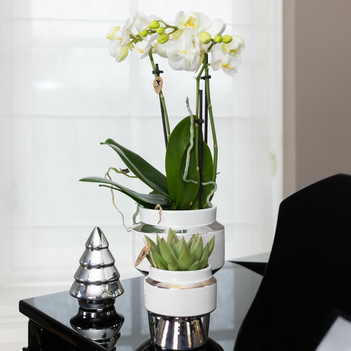 Phalaenopsis Amabilis Med Sølvpotte Le Chic