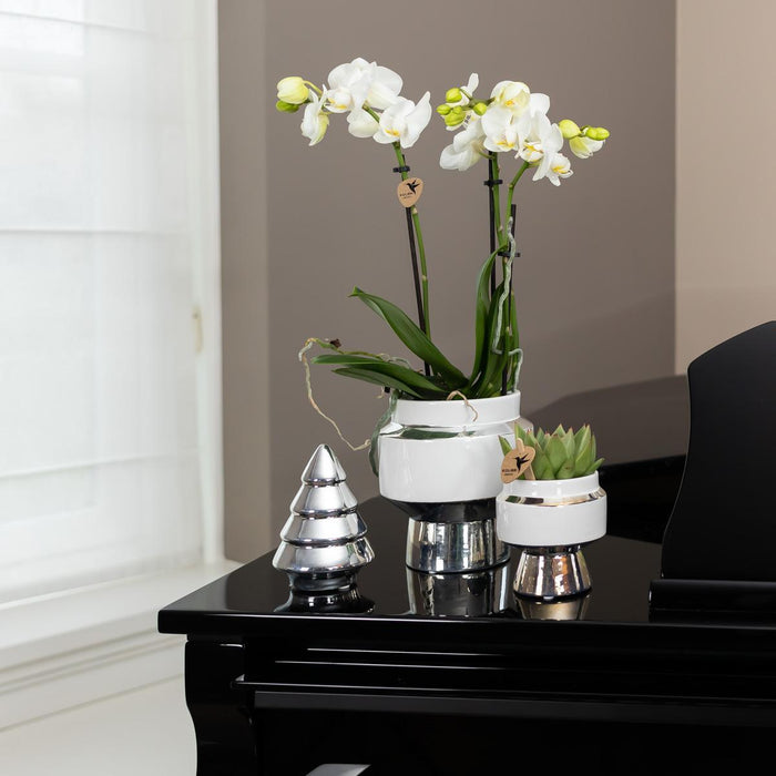 Phalaenopsis Amabilis Med Sølvpotte Le Chic