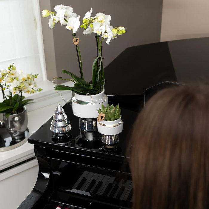 Phalaenopsis Amabilis Med Sølvpotte Le Chic