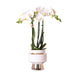 Phalaenopsis Amabilis Med Sølvpotte Le Chic