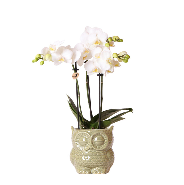 Hvid Phalaenopsis I Grøn Uglepotte - Blomstrende Orkidé