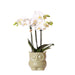 Hvid Phalaenopsis I Grøn Uglepotte - Blomstrende Orkidé