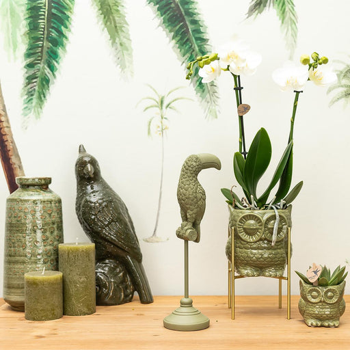 Hvid Phalaenopsis I Grøn Uglepotte - Blomstrende Orkidé