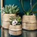 Treviso Pink Phalaenopsis In Groove Gold Pot