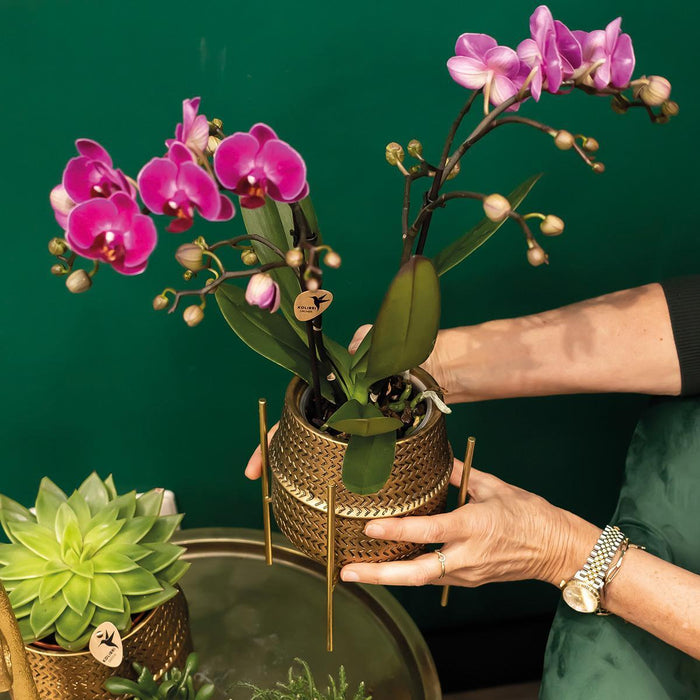 Treviso Pink Phalaenopsis In Groove Gold Pot