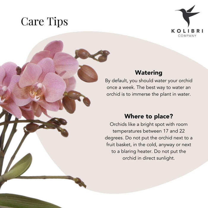 Treviso Pink Phalaenopsis In Groove Gold Pot