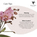 Treviso Pink Phalaenopsis In Groove Gold Pot