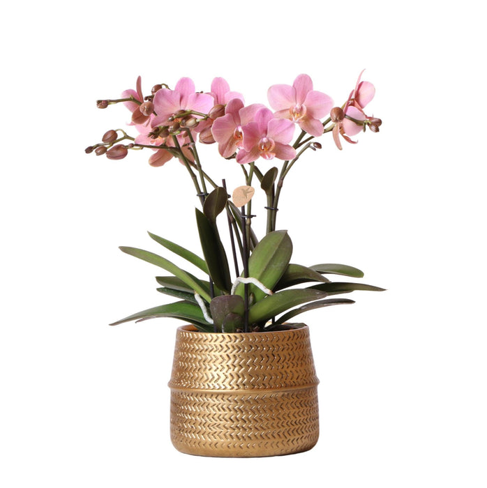 Treviso Pink Phalaenopsis In Groove Gold Pot
