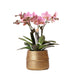 Treviso Pink Phalaenopsis In Groove Gold Pot