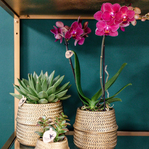 Treviso Pink Phalaenopsis In Groove Gold Pot