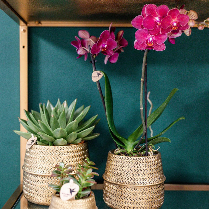 Treviso Pink Phalaenopsis In Groove Gold Pot