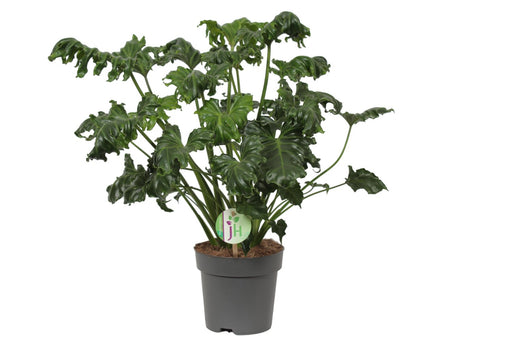 Philodendron 'Atlantis'