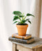 Philodendron Birkin
