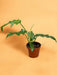 Philodendron Bob Cee