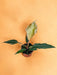 Philodendron Choco Kejserinde